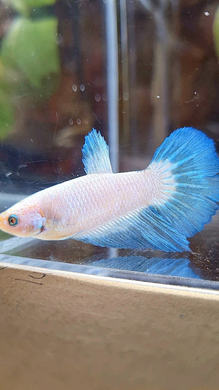 FEMALE HALFMOON BLUE RIM BICOLOR BETTA FISH