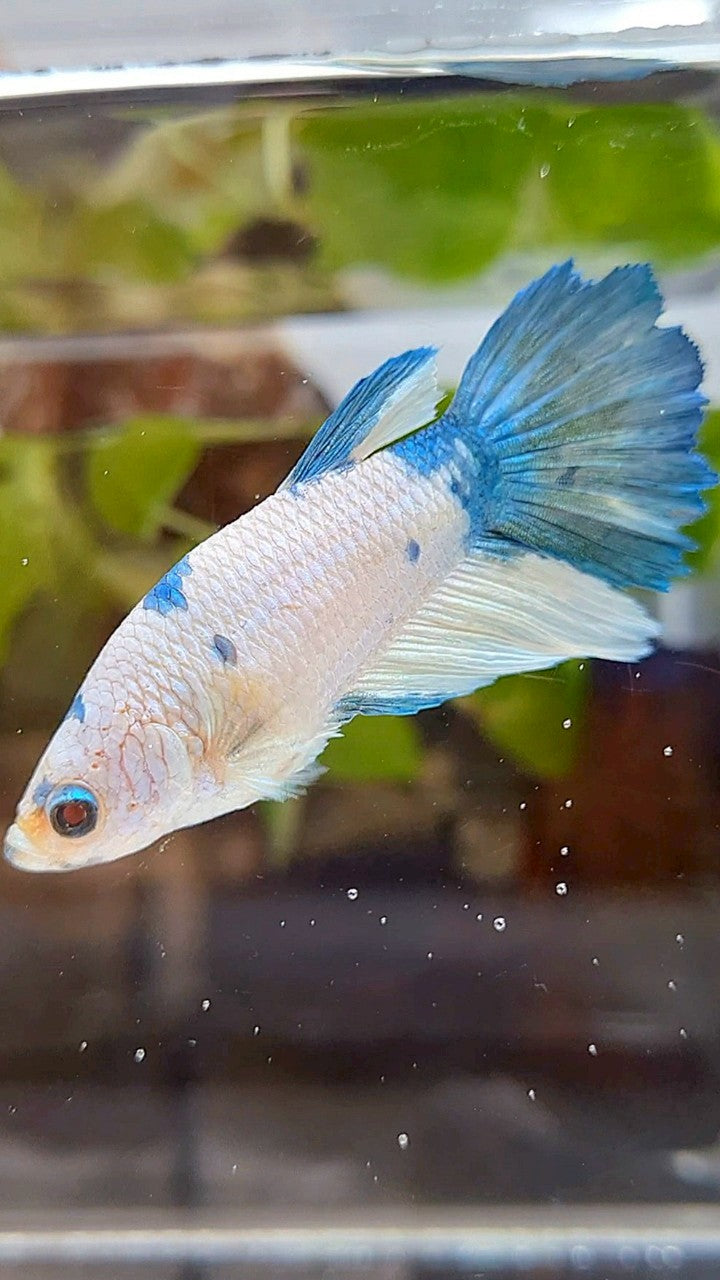 FEMALE XL HALFMOON WHITE BLUE MARBLE BETTA FISH