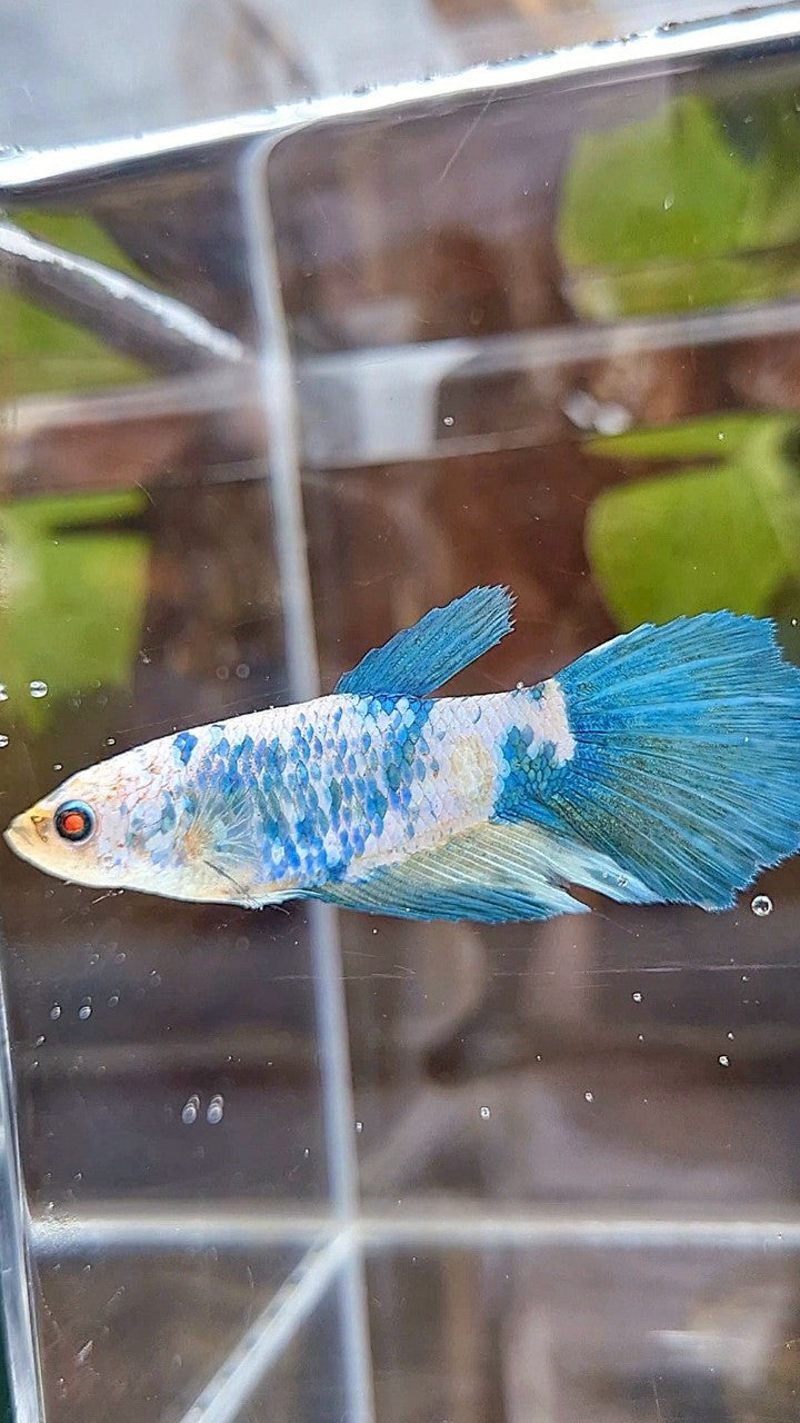 FEMALE XL HALFMOON BLUE MARBLE BETTA FISH