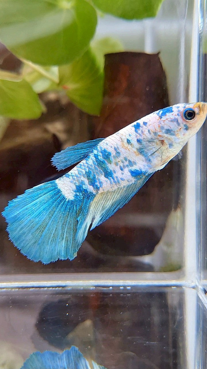 FEMALE XL HALFMOON BLUE MARBLE BETTA FISH