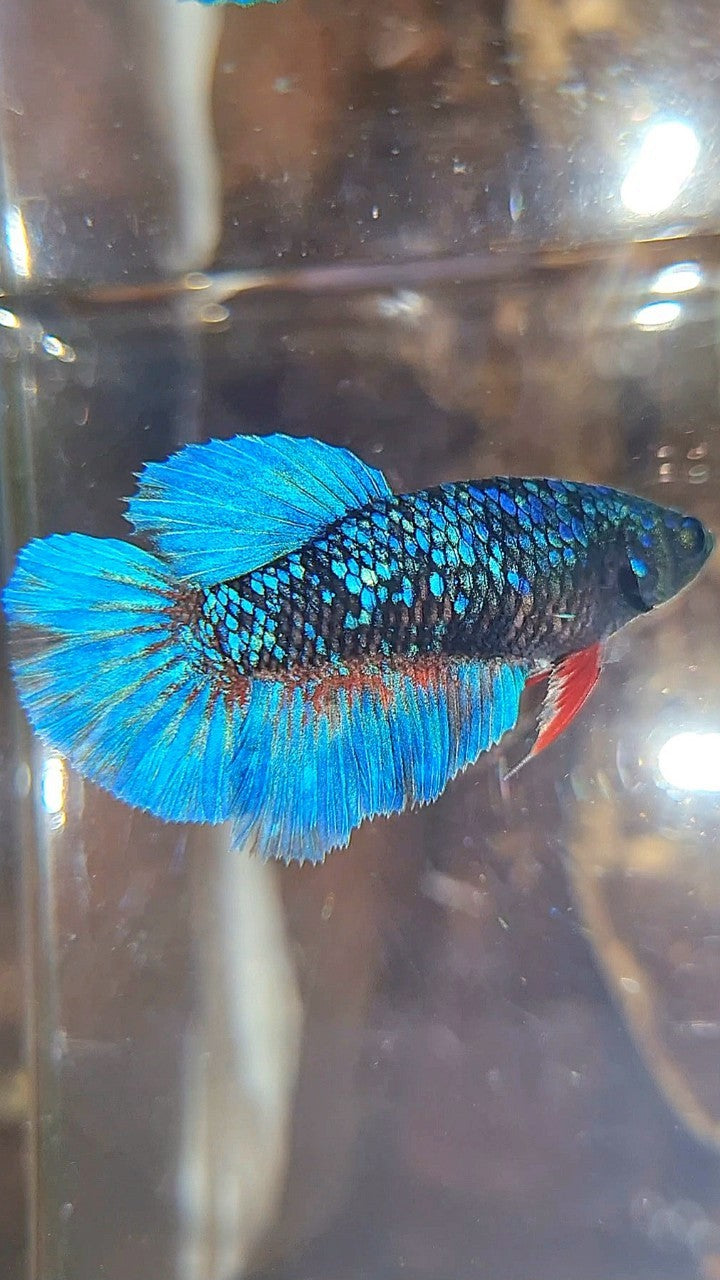 FEMALE HALFMOON BLACK GALAXY AVATAR BLUE BETTA FISH