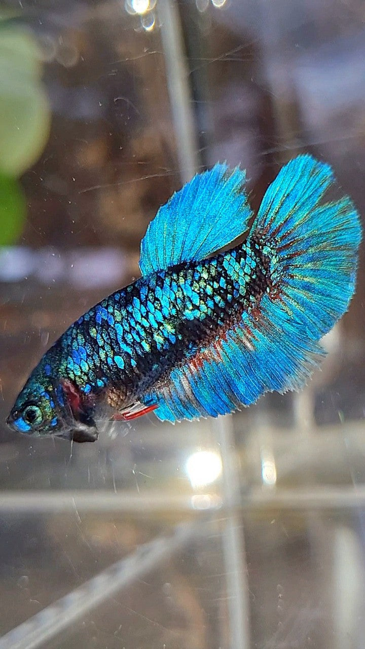 FEMALE HALFMOON BLACK GALAXY AVATAR BLUE BETTA FISH