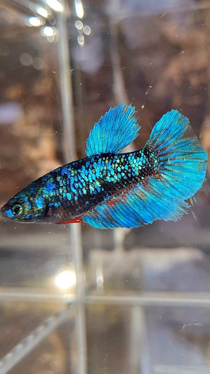 FEMALE HALFMOON BLACK GALAXY AVATAR BLUE BETTA FISH
