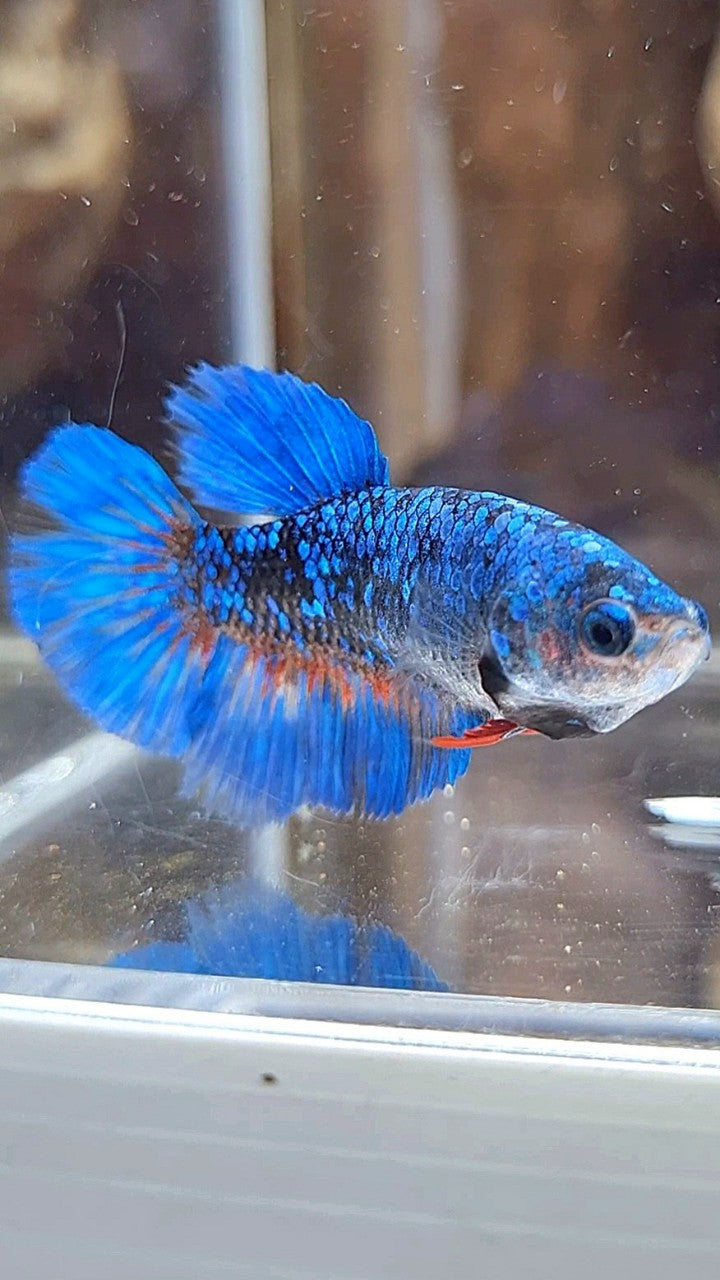 FEMALE HALFMOON BLACK GALAXY AVATAR BLUE BETTA FISH