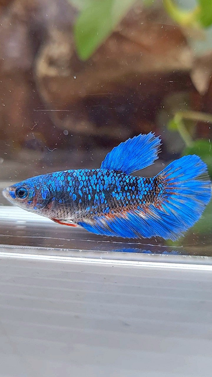 FEMALE HALFMOON BLACK GALAXY AVATAR BLUE BETTA FISH