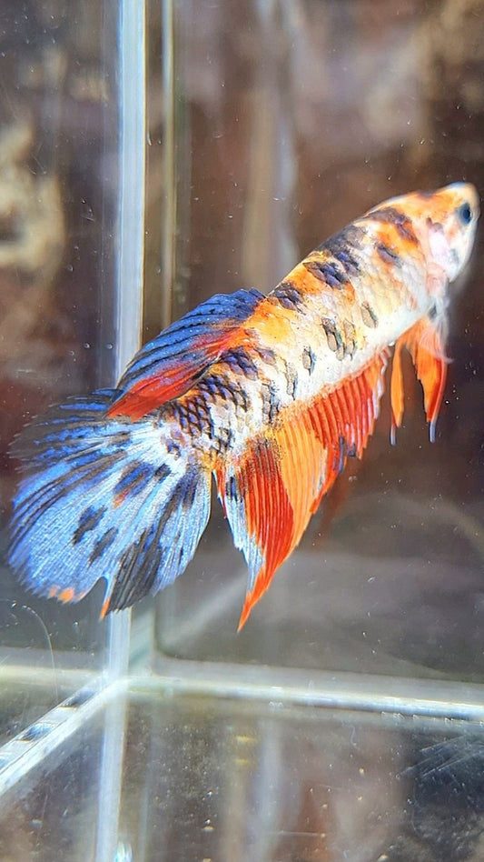 FEMALE VEILTAIL ORANGE MARBLE MULTICOLOR BETTA FISH
