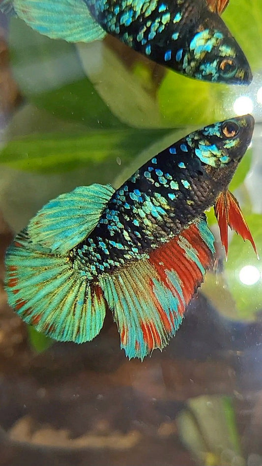 FEMALE HALFMOON BLACK GALAXY AVATAR BLUE RED WASH BETTA FISH