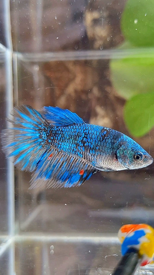 FEMALE HALFMOON BLACK GALAXY AVATAR BLUE BETTA FISH