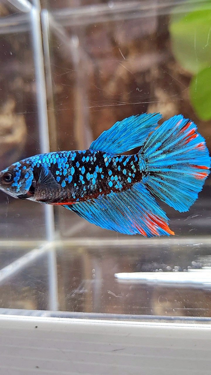 FEMALE HALFMOON BLACK GALAXY AVATAR BLUE BETTA FISH