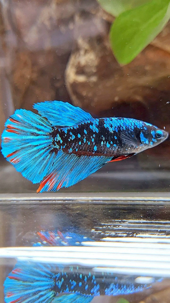 FEMALE HALFMOON BLACK GALAXY AVATAR BLUE BETTA FISH