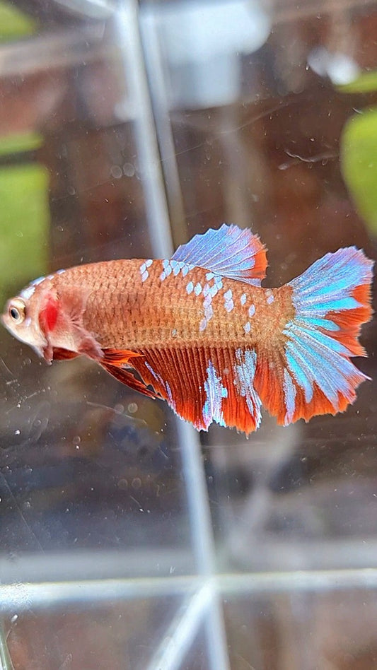 FEMALE HALFMOON RED PURPLE GALAXY BETTA FISH