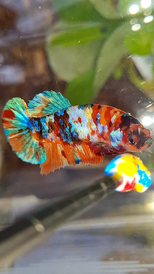 FEMALE PLAKAT ORANGE SUPER GALAXY MULTICOLOR BETTA FISH