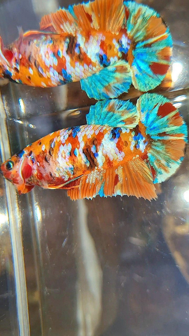 FEMALE PLAKAT ORANGE SUPER GALAXY MULTICOLOR BETTA FISH