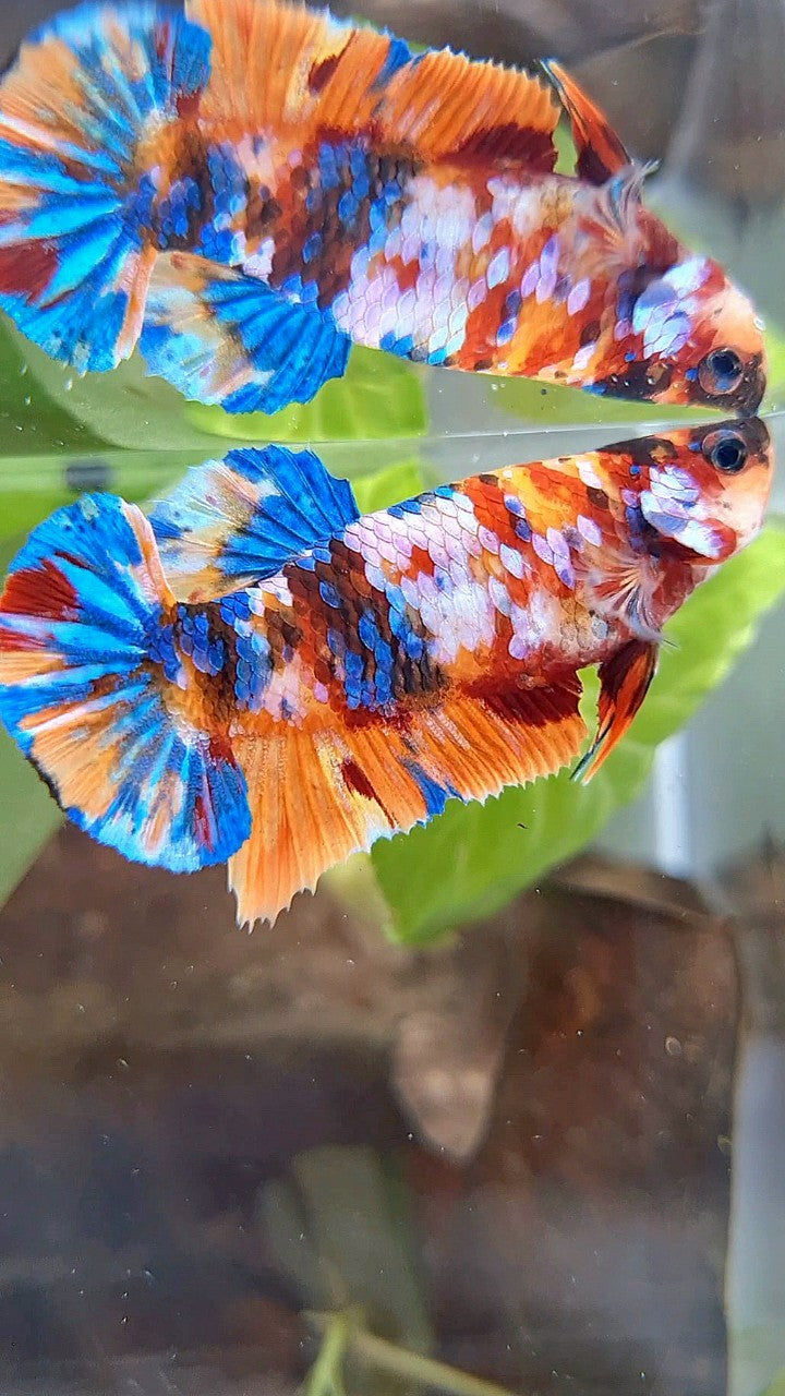 FEMALE PLAKAT ORANGE SUPER GALAXY MULTICOLOR BETTA FISH