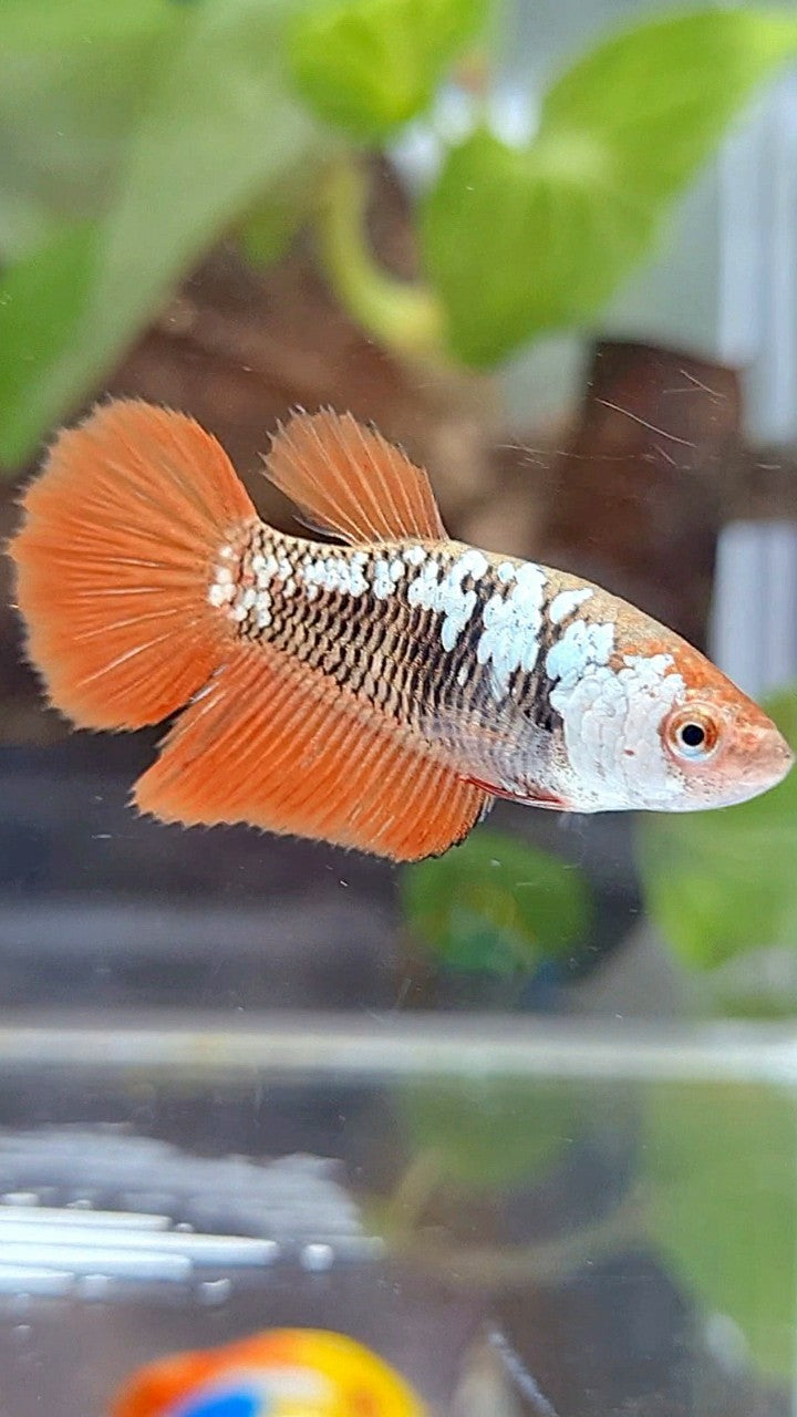 FEMALE HALFMOON BLACK ORANGE SAMURAI SNOW BETTA FISH