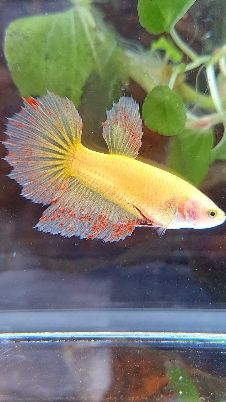 FEMALE HALFMOON SUPER VANDA YELLOW BETTA FISH