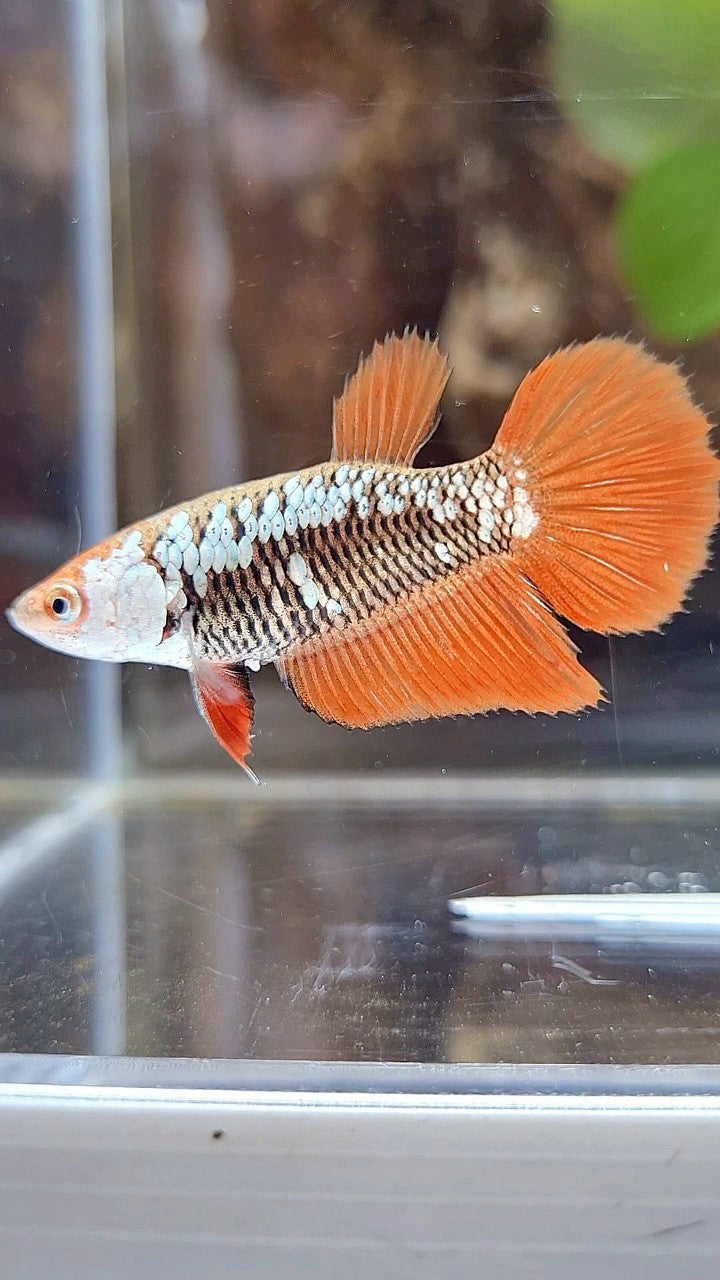 FEMALE HALFMOON BLACK ORANGE SAMURAI SNOW BETTA FISH