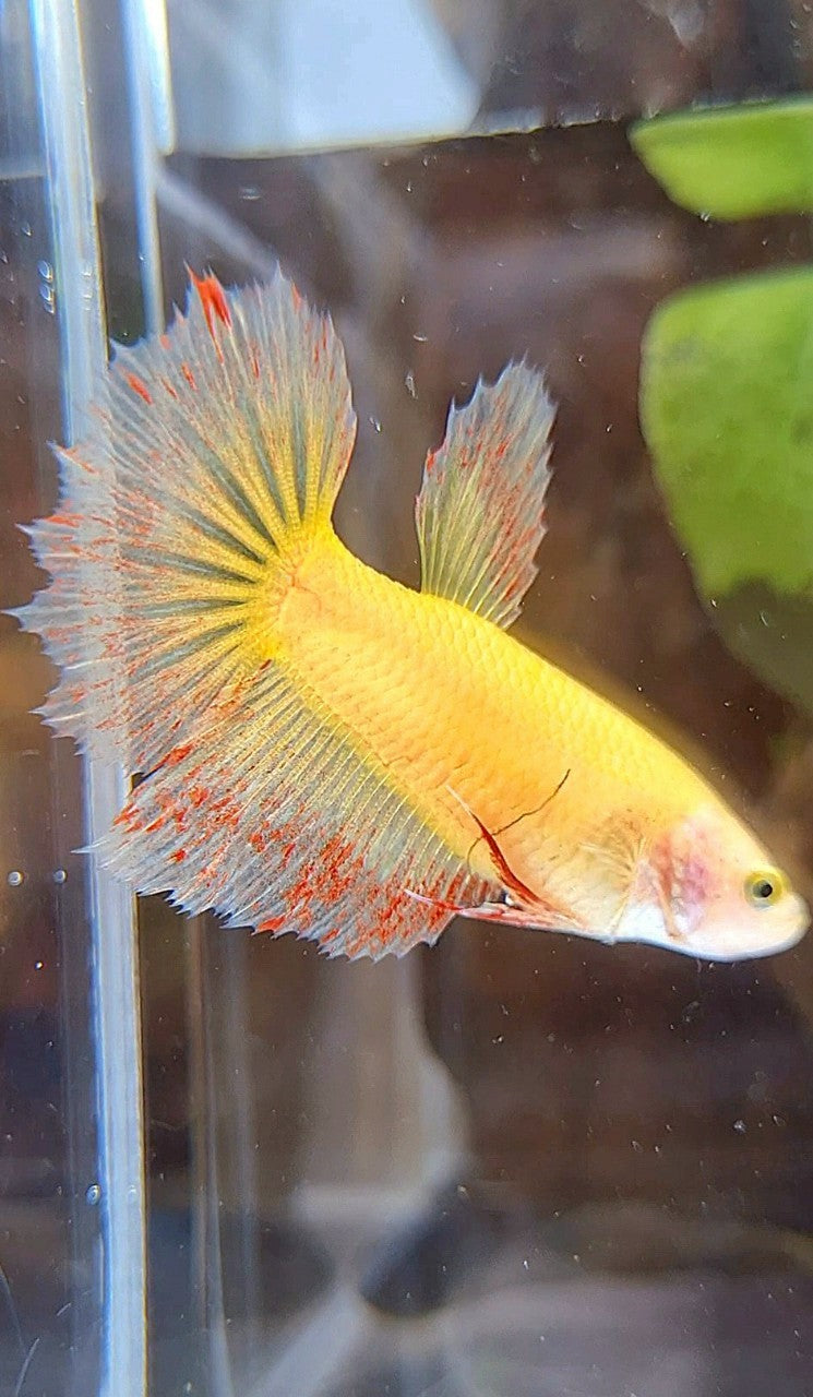 FEMALE HALFMOON SUPER VANDA YELLOW BETTA FISH