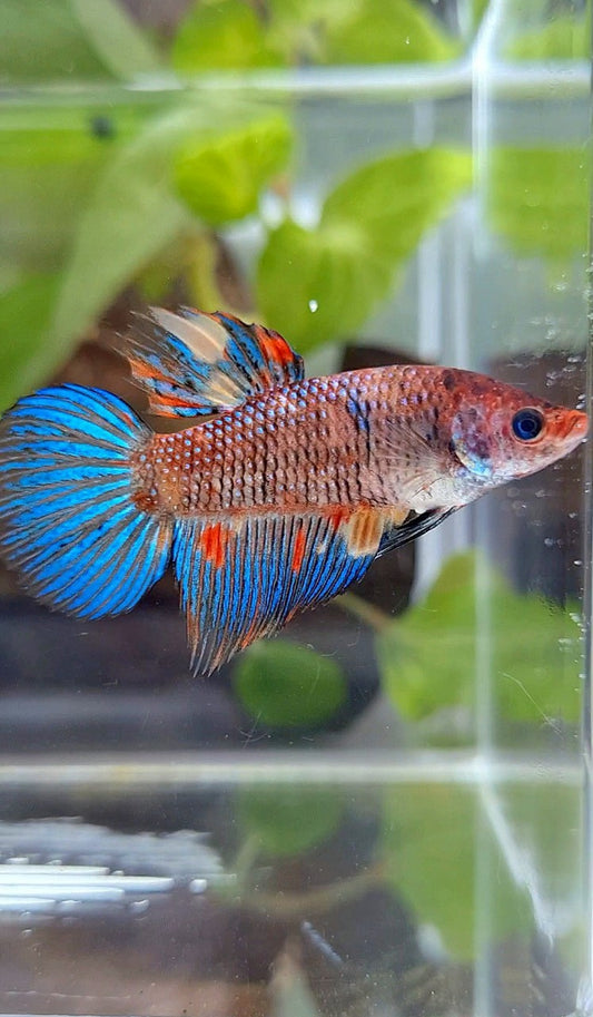 FEMALE VEILTAIL KOI METTALIC MULTICOLOR BETTA FISH