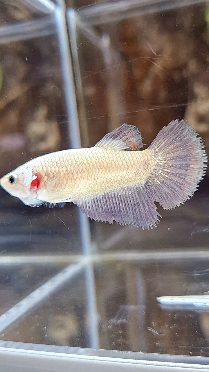 FEMALE HALFMOON COPPER RIM BICOLOR BETTA FISH