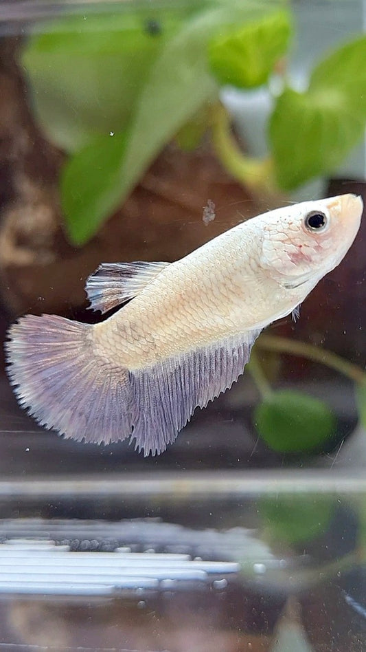 FEMALE HALFMOON COPPER RIM BICOLOR BETTA FISH