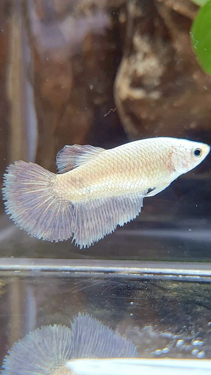 FEMALE HALFMOON COPPER RIM BICOLOR BETTA FISH