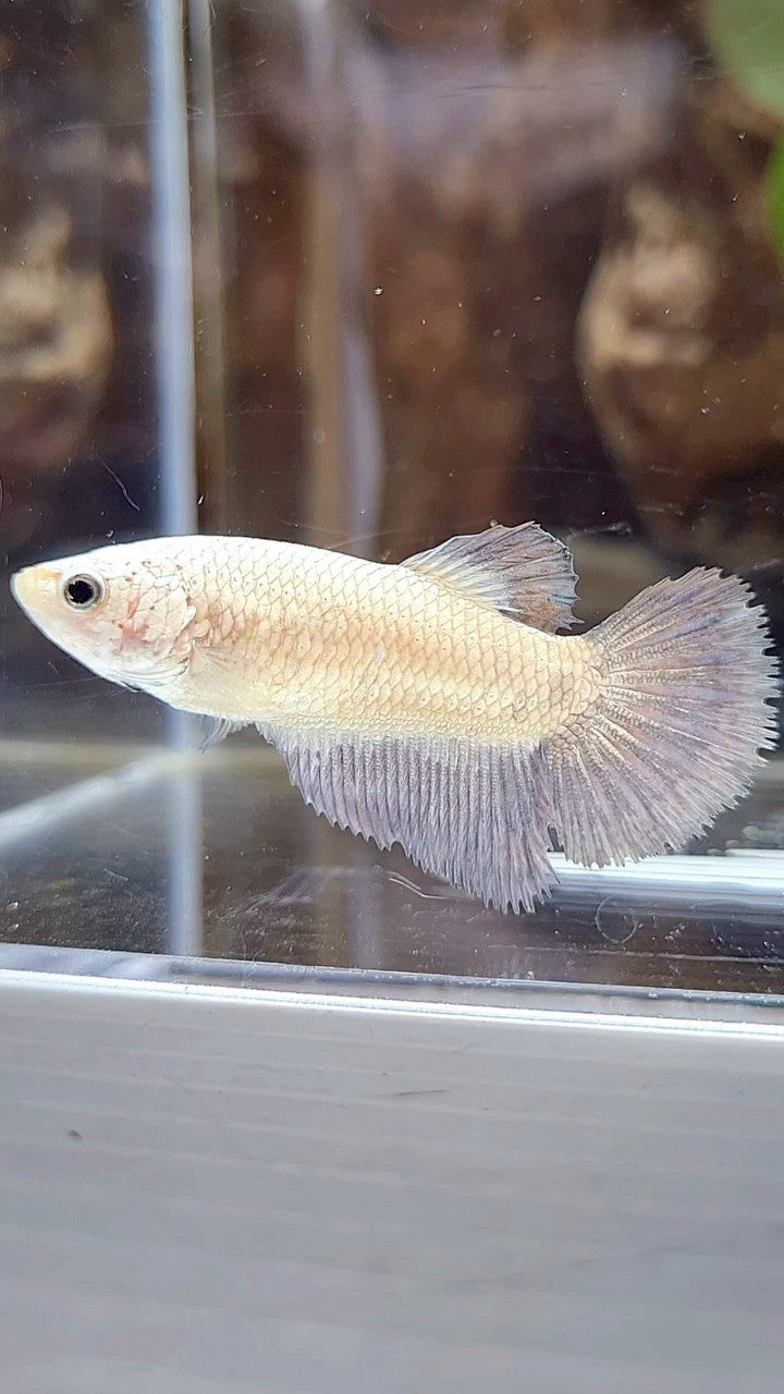 FEMALE HALFMOON COPPER RIM BICOLOR BETTA FISH
