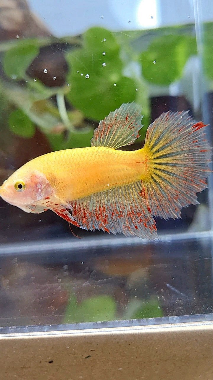 FEMALE HALFMOON SUPER VANDA YELLOW BETTA FISH