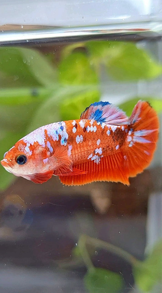 FEMALE PLAKAT BARONGSAI RED GALAXY MULTICOLOR BETTA FISH