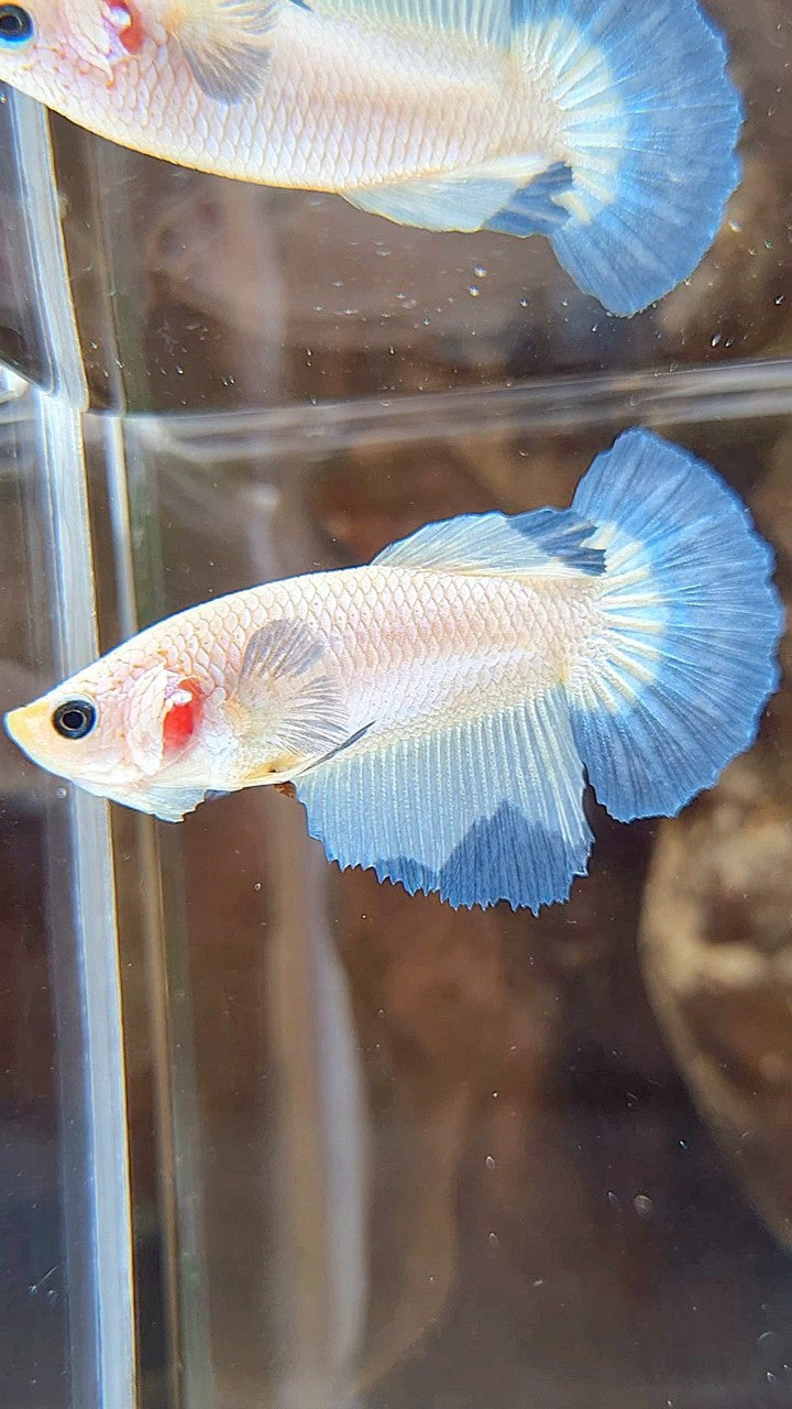 FEMALE HALFMOON BLUE RIM BETTA FISH