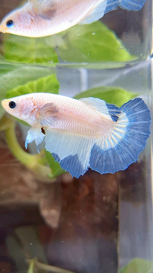 FEMALE HALFMOON BLUE RIM BETTA FISH