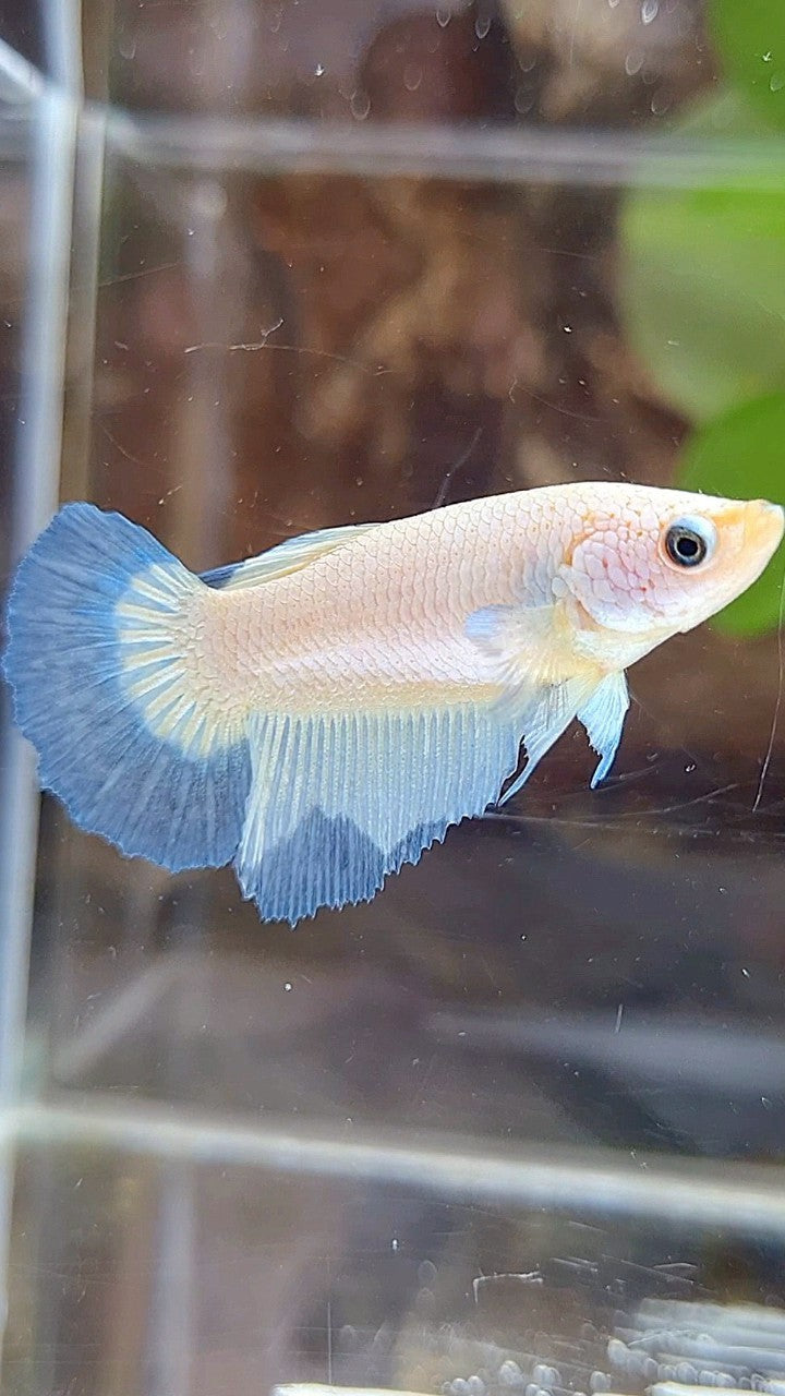 FEMALE HALFMOON BLUE RIM BETTA FISH
