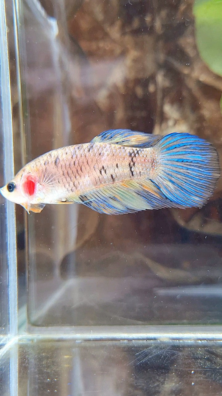 FEMALE VEILTAIL YELLOW KOI MULTICOLOR BETTA FISH