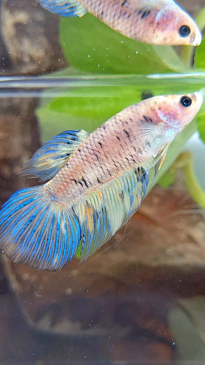 FEMALE VEILTAIL YELLOW KOI MULTICOLOR BETTA FISH