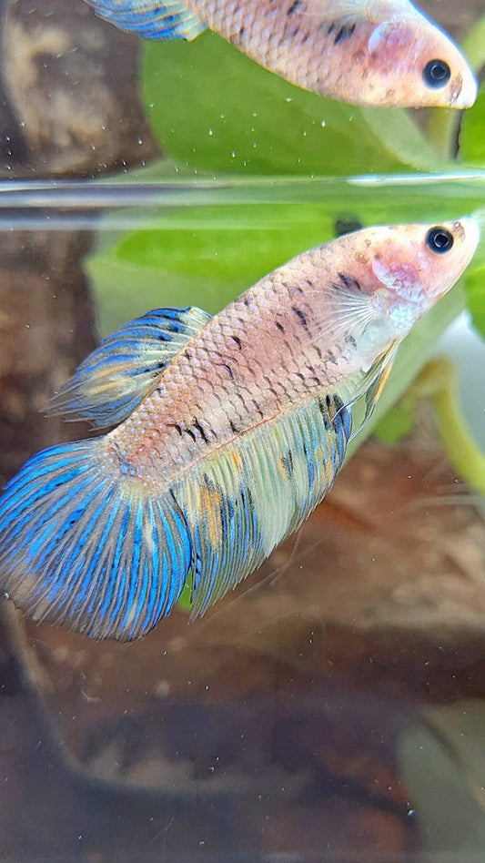FEMALE VEILTAIL YELLOW KOI MULTICOLOR BETTA FISH