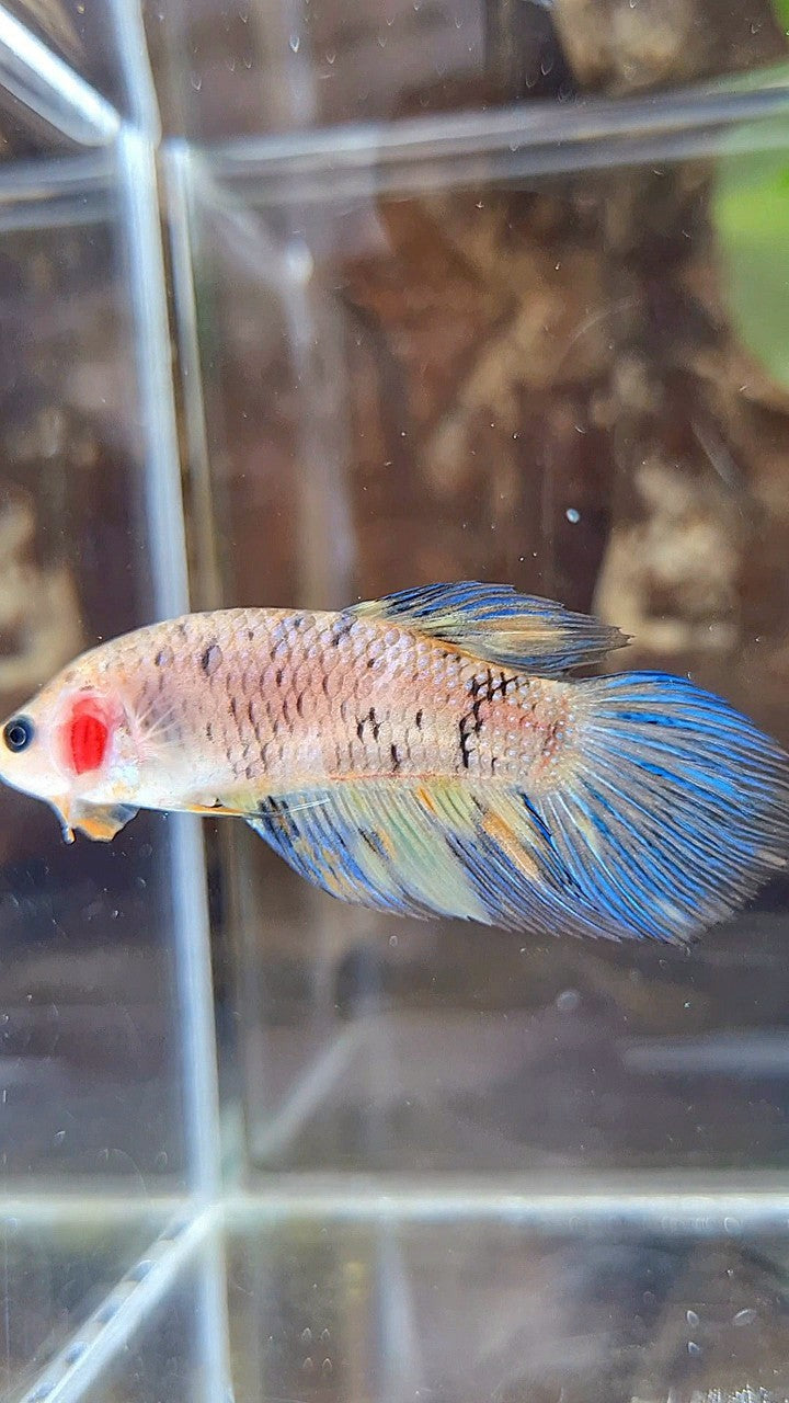 FEMALE VEILTAIL YELLOW KOI MULTICOLOR BETTA FISH