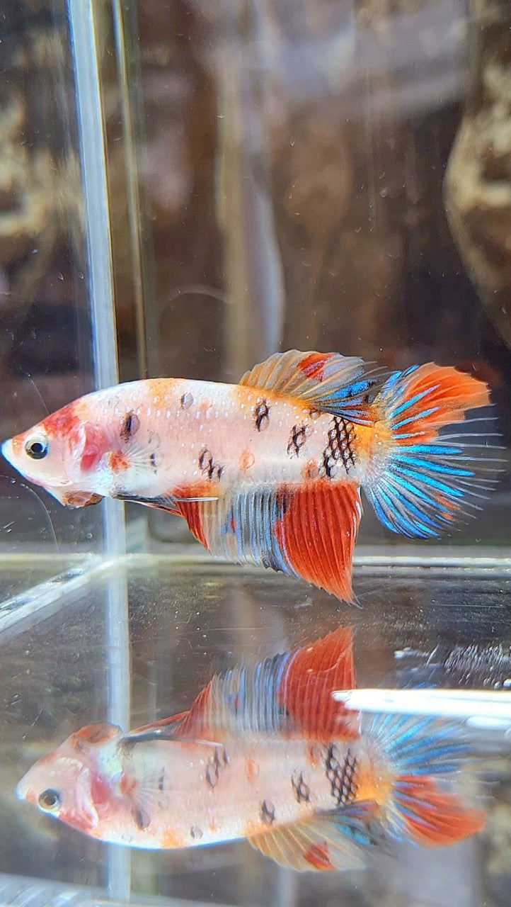 FEMALE VEILTAIL KOI MULTICOLOR BETTA FISH