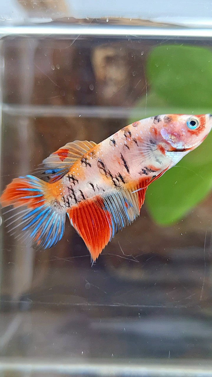 FEMALE VEILTAIL KOI MULTICOLOR BETTA FISH