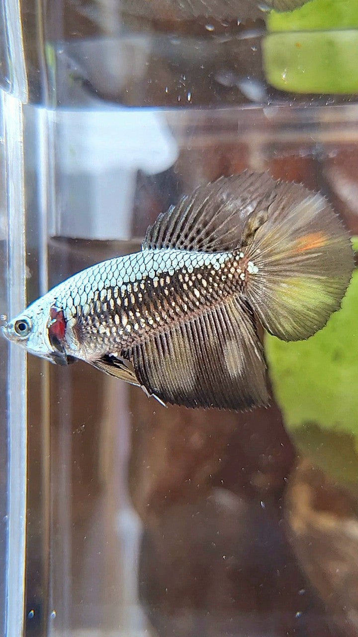 FEMALE HALFMOON BLACK SAMURAI COPPER BETTA FISH