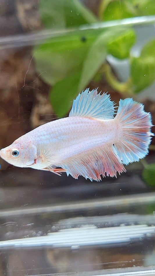 FEMALE HALFMOON FEATHER WHITE UNICORN BETTA FISH