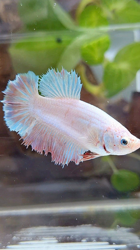 FEMALE HALFMOON FEATHER WHITE UNICORN BETTA FISH