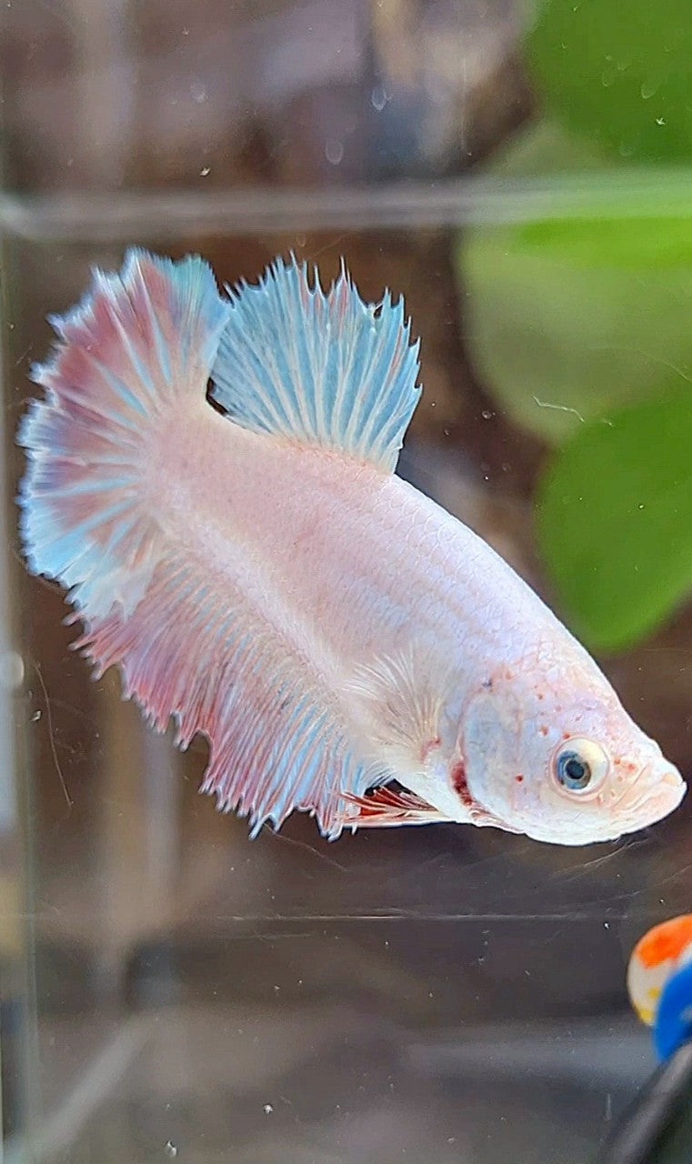FEMALE HALFMOON FEATHER WHITE UNICORN BETTA FISH