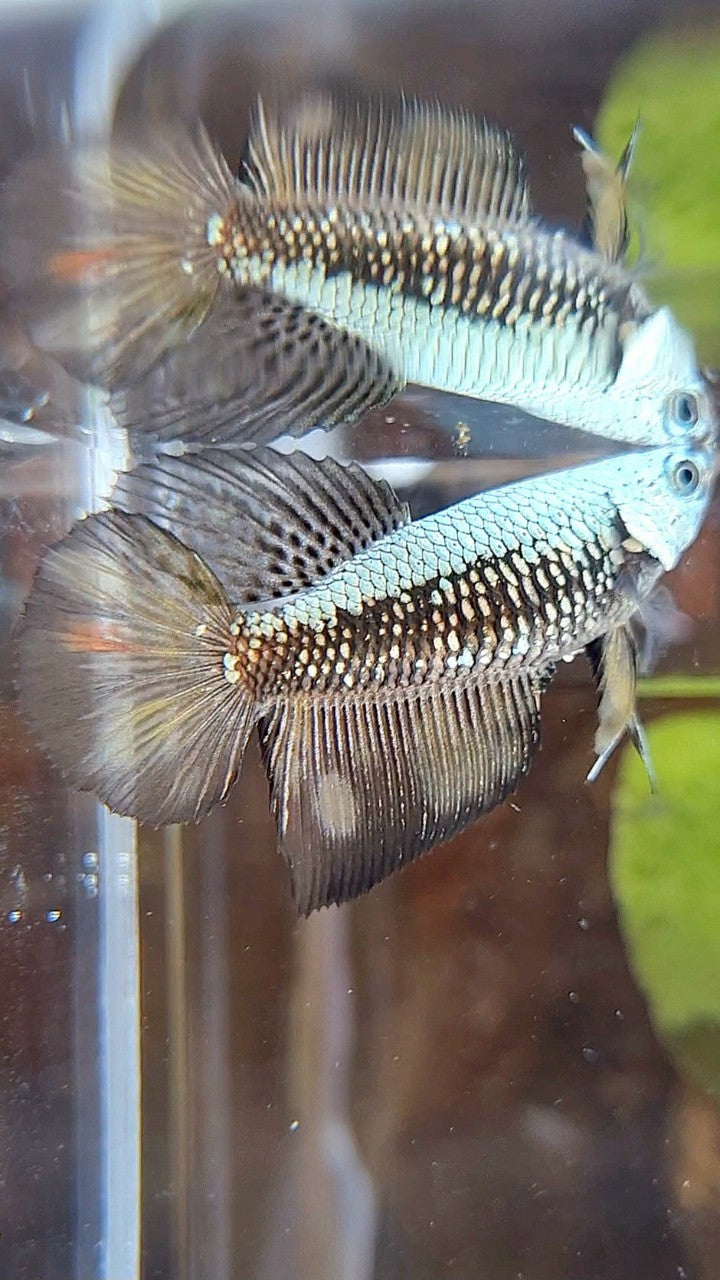 FEMALE HALFMOON BLACK SAMURAI COPPER BETTA FISH