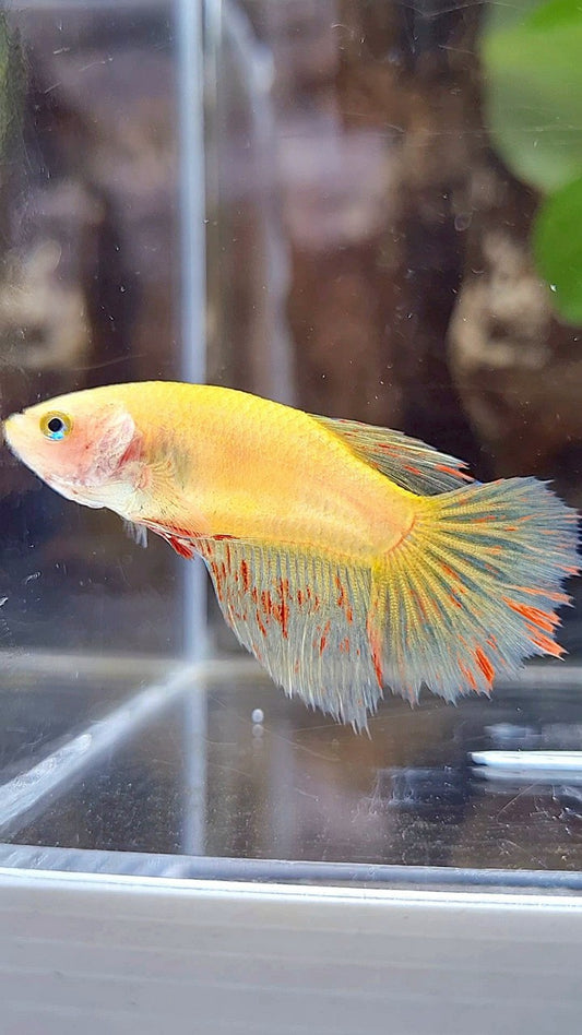 FEMALE HALFMOON VANDA YELLOW BETTA FISH