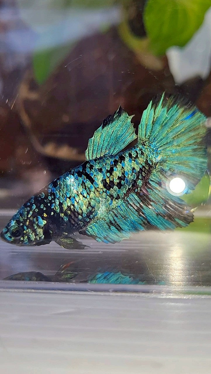 FEMALE HALFMOON BLACK GALAXY BLUE AVATAR BETTA FISH