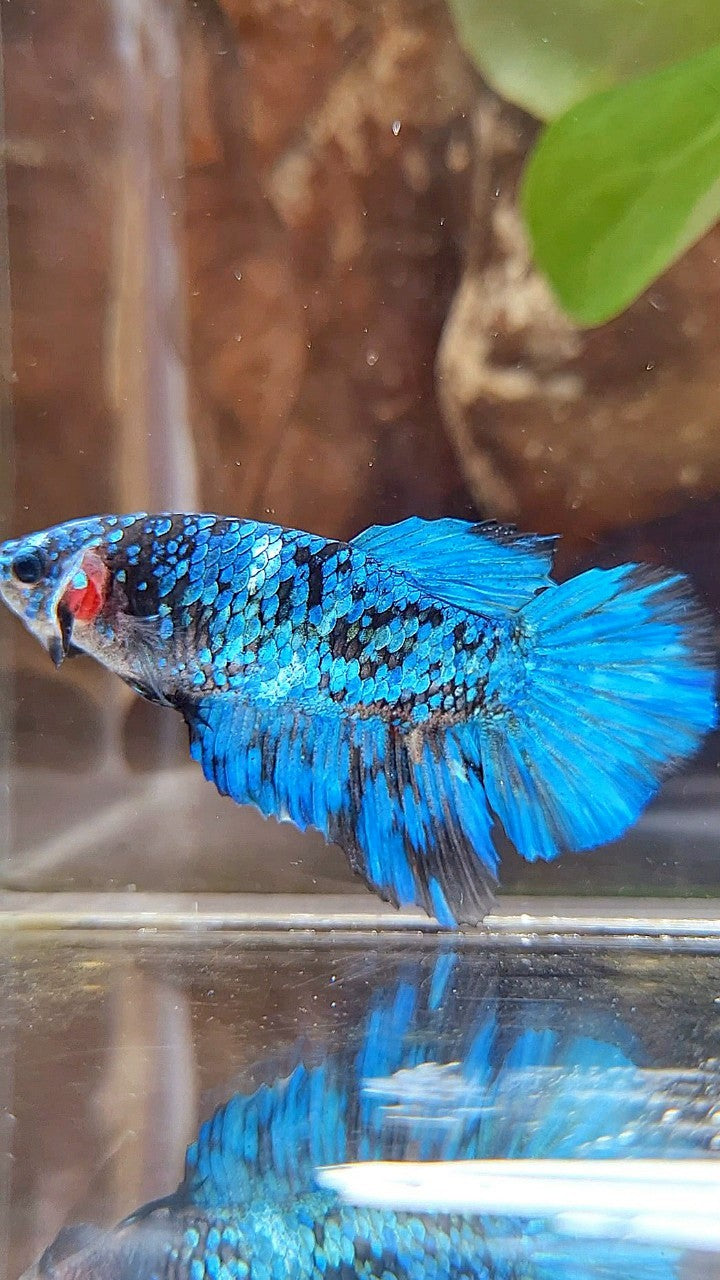 FEMALE HALFMOON BLACK GALAXY BLUE AVATAR BETTA FISH