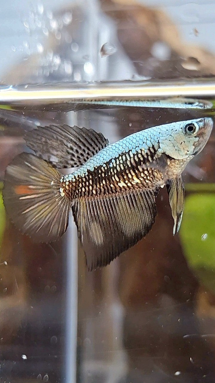 FEMALE HALFMOON BLACK SAMURAI COPPER BETTA FISH