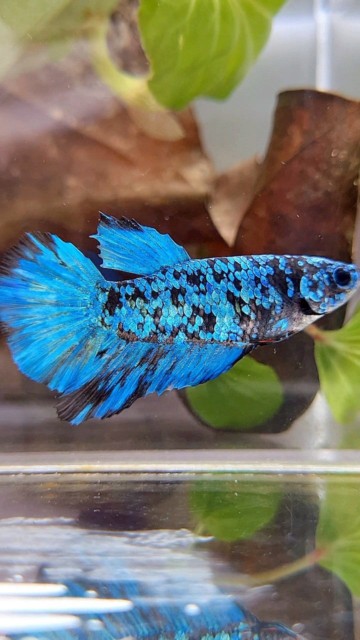 FEMALE HALFMOON BLACK GALAXY BLUE AVATAR BETTA FISH