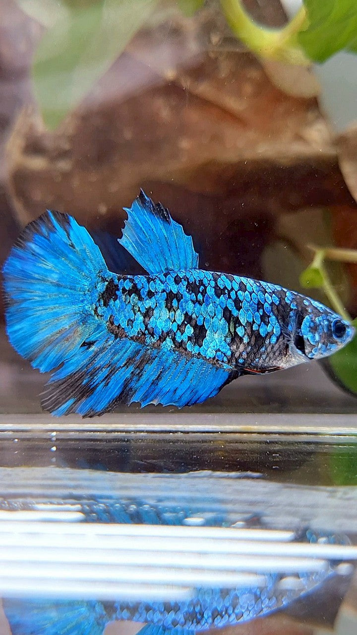 FEMALE HALFMOON BLACK GALAXY BLUE AVATAR BETTA FISH