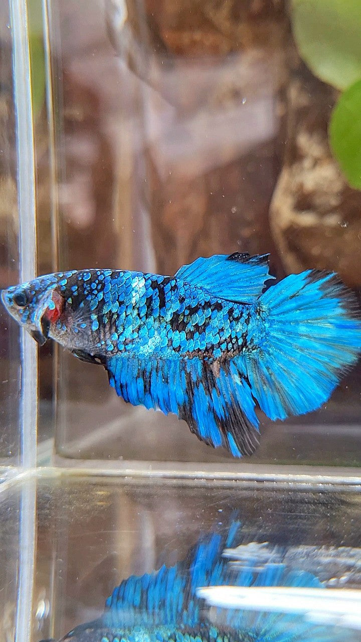 FEMALE HALFMOON BLACK GALAXY BLUE AVATAR BETTA FISH
